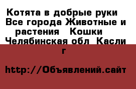 Котята в добрые руки - Все города Животные и растения » Кошки   . Челябинская обл.,Касли г.